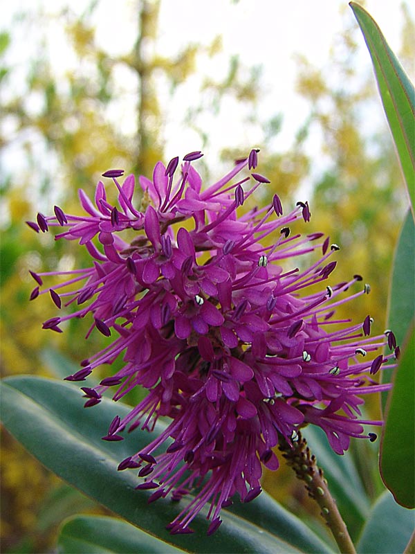 fiore.jpg