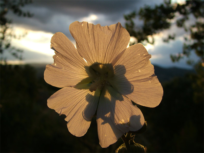 fiore.jpg