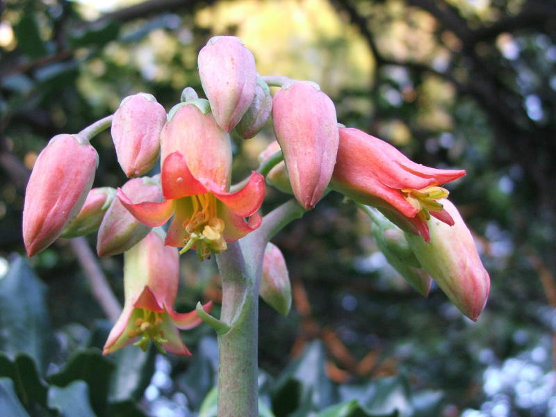 fiore 2.JPG