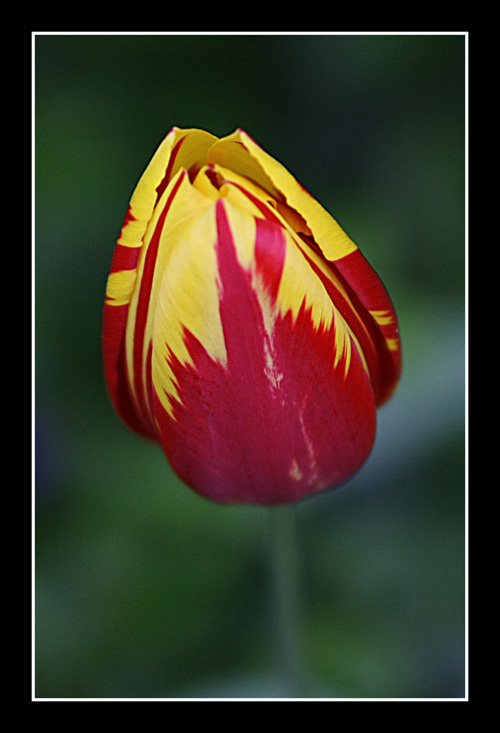 Fiore 2.jpg