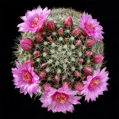 fiore.jpg