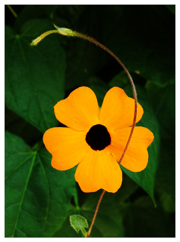 Fiore.JPG