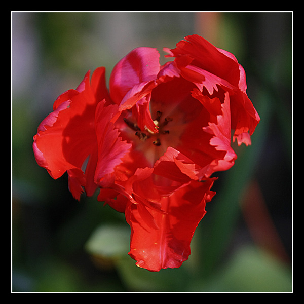Fiore 3.jpg