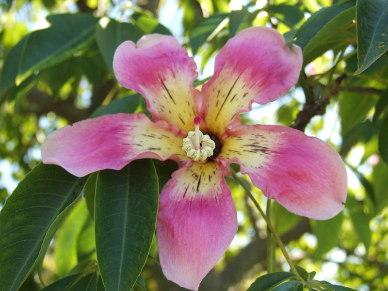 Fiore.jpg