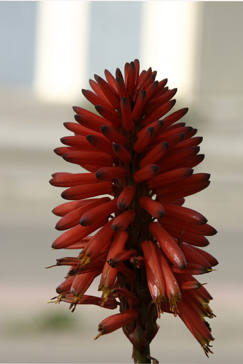 fiore.jpg