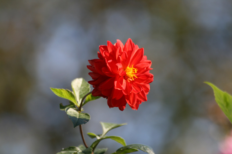 fiore.jpg