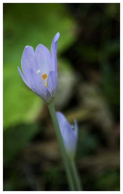 fiore.jpg