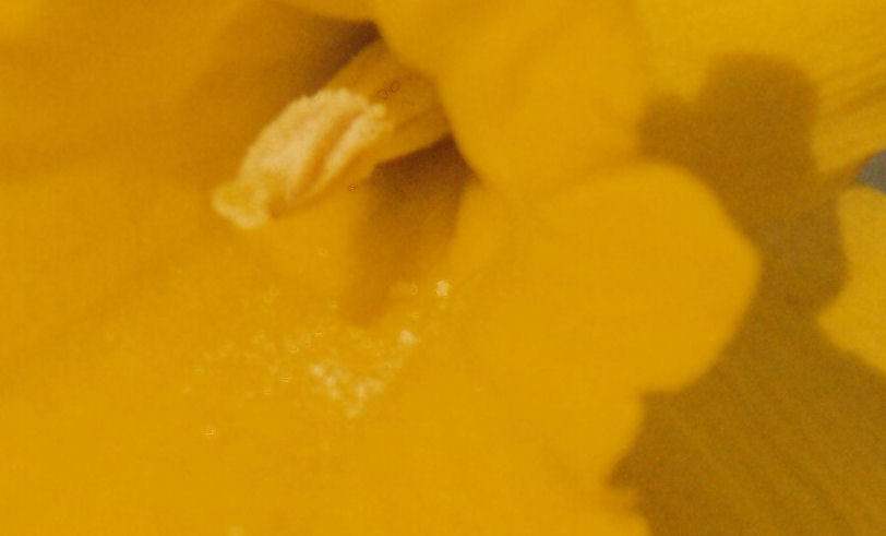 fiore.jpg