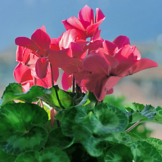 fiore.jpg