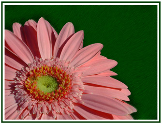 fiore.jpg