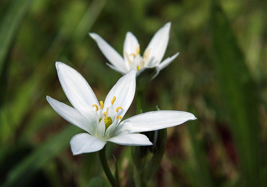 fiore.jpg