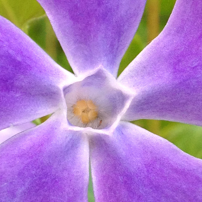 FIORE 645 PRO CROP (1).jpg