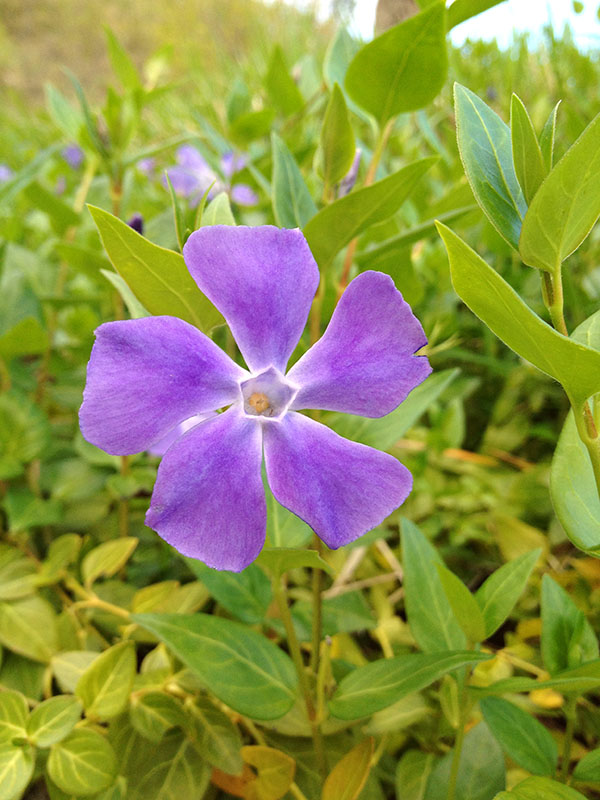 fiore 645 pro full.jpg