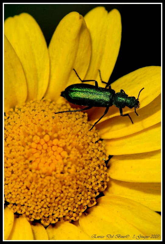 Fiore.jpg
