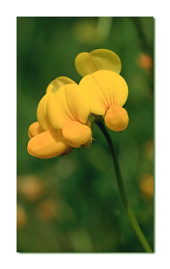 fiore.jpg