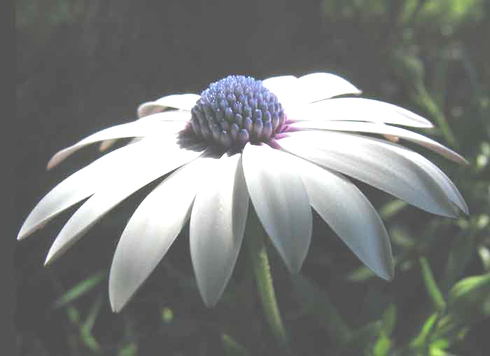 fiore.jpg