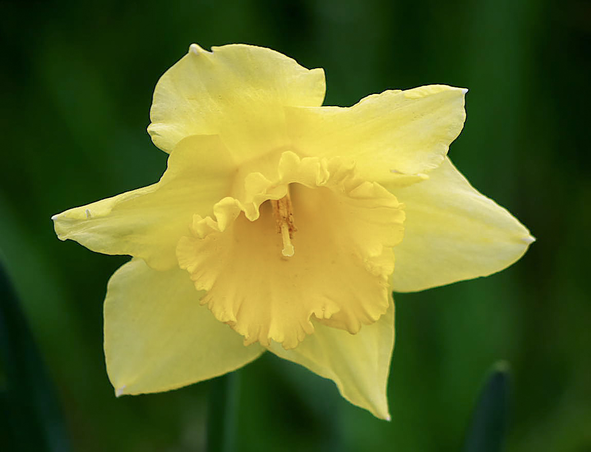 fiore.jpg