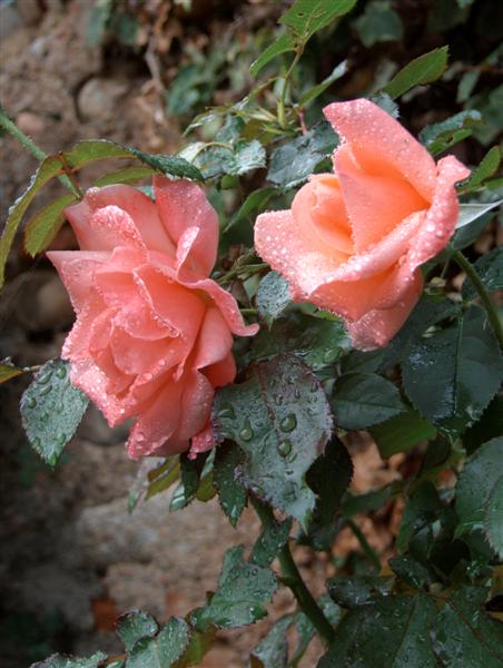 FIORE (Medium).JPG