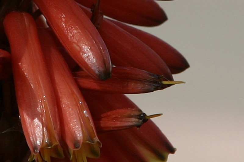 fiore crop 100%.jpg