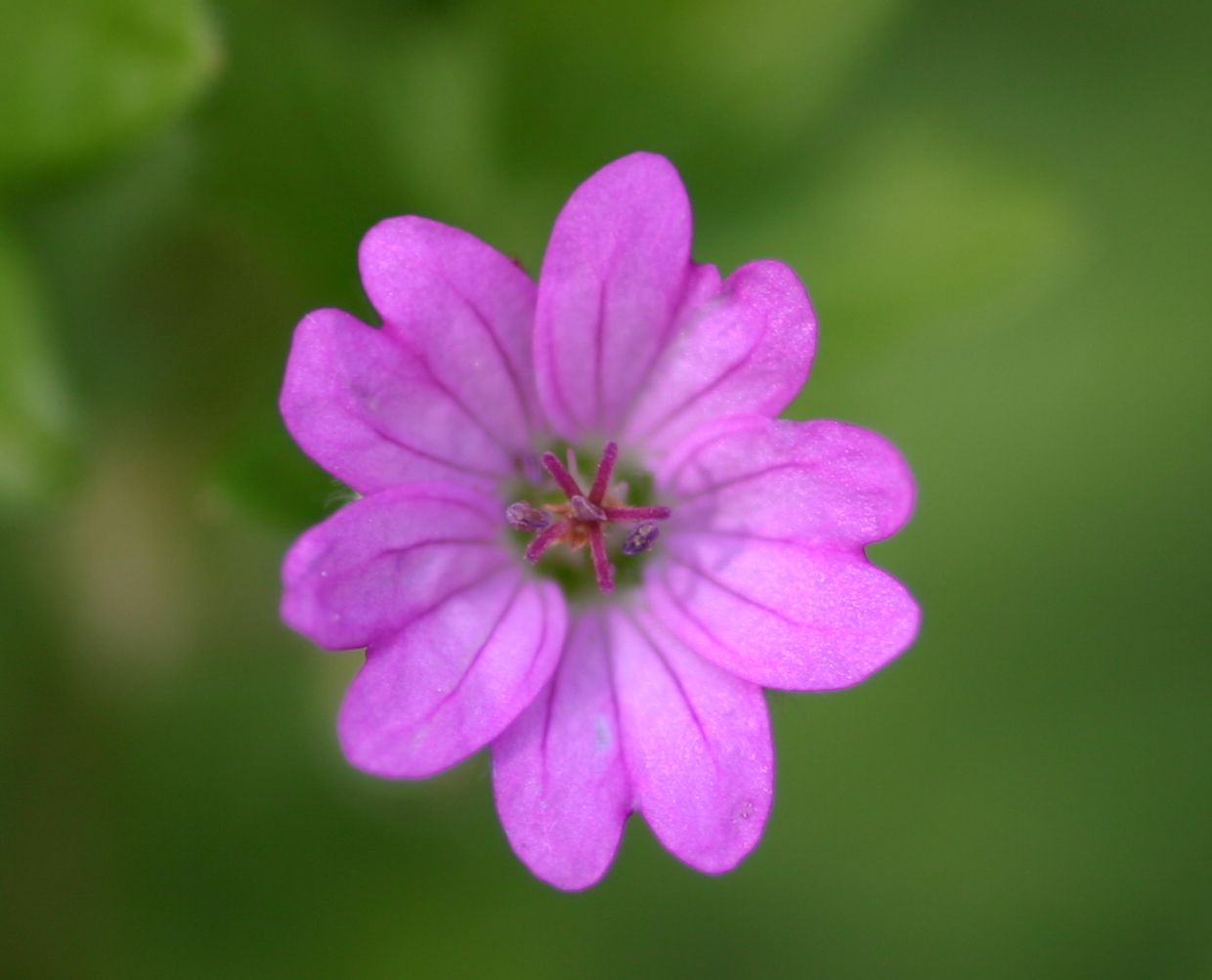 fiore d-erba.jpg