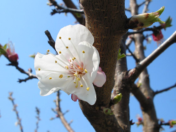 fiore di albicocco.jpg