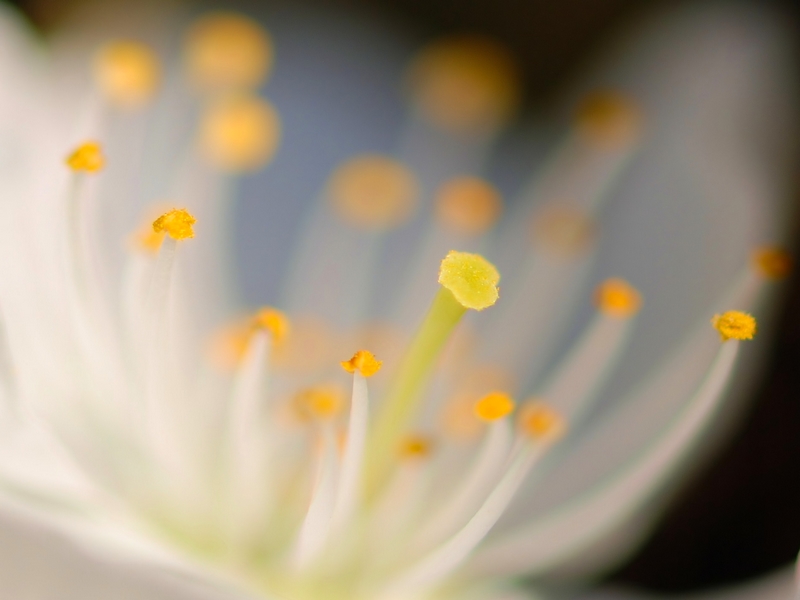 Fiore di ciliegio.jpg