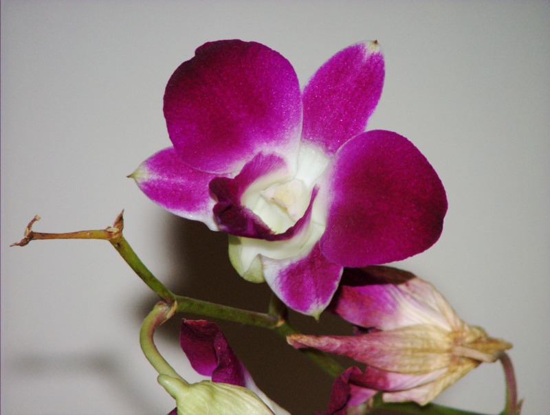fiore full zoom.jpg
