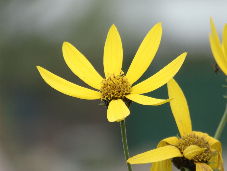 Fiore giallo.jpg