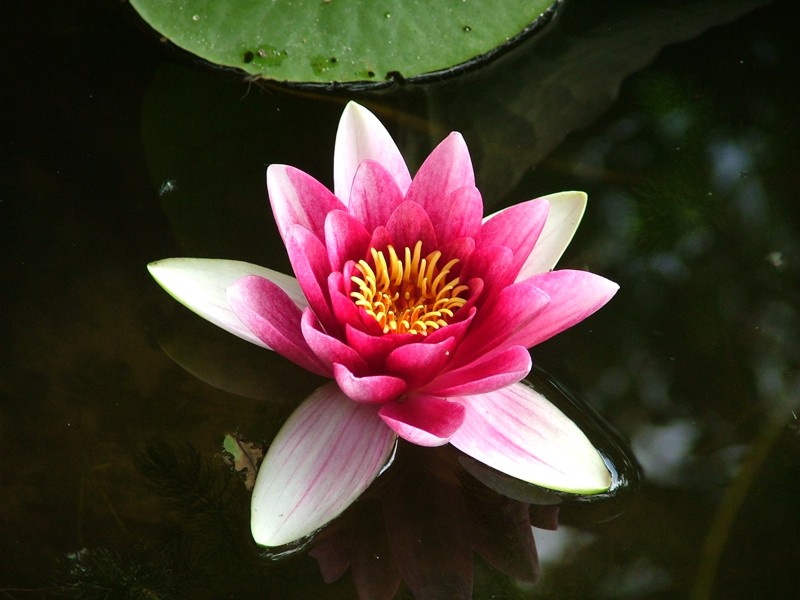 fiore loto.jpg
