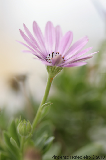 FIORE_originale.jpg