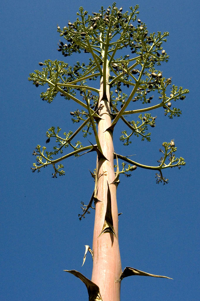 Fiore pianta grassa alto 5 metri copia.jpg