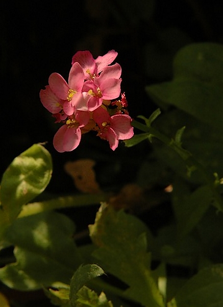 Fiore_pic.jpg