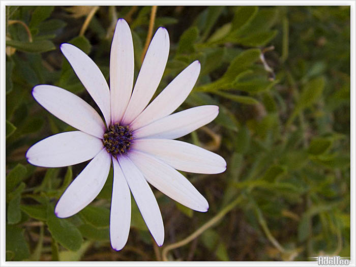 fiore_raw_157.jpg