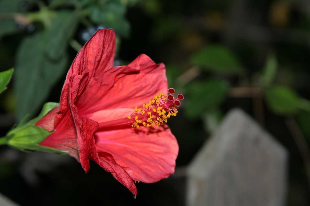 fiore rosso.jpg