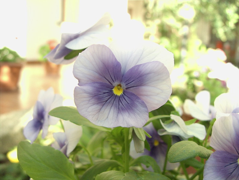 fiore s7raw 041_1.JPG