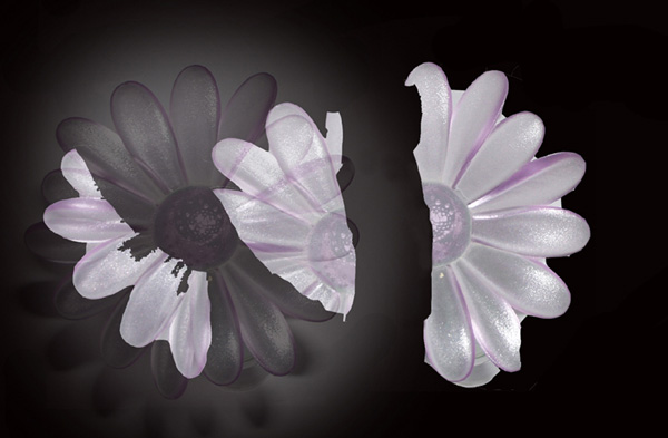 fiore spezzato-p4u-piccolo.jpg