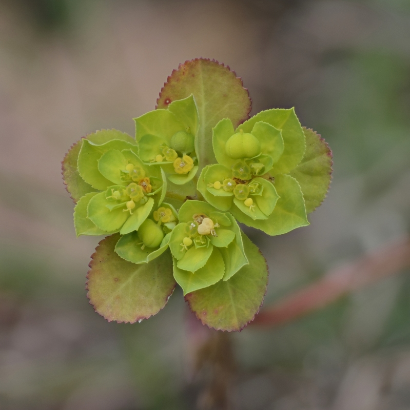 Fiore verde15scattioriginale.jpg