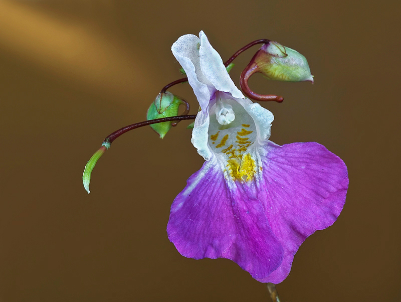 fioreautunnale4scatti-c2.jpg