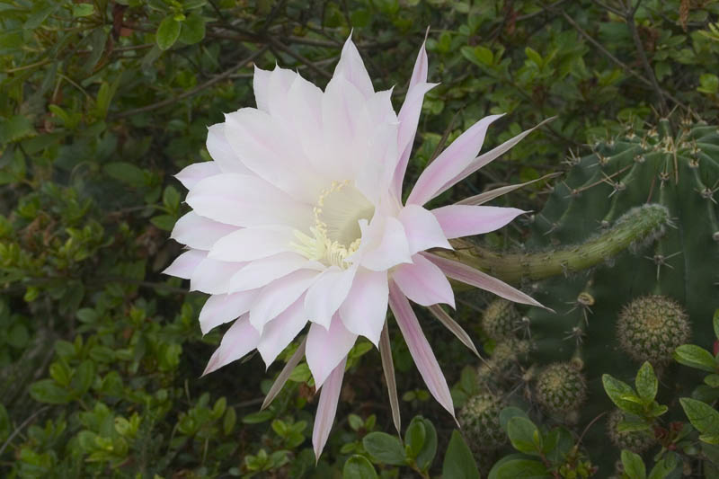 FioreDelCactusSmall.jpg