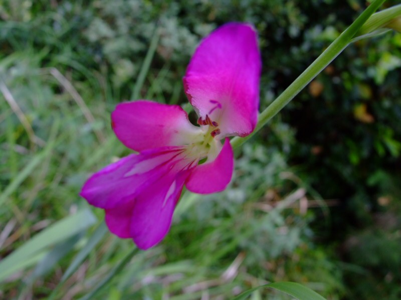 FioreDiMacchiaMini.jpg