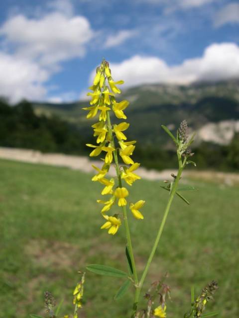 fioregiallo.jpg