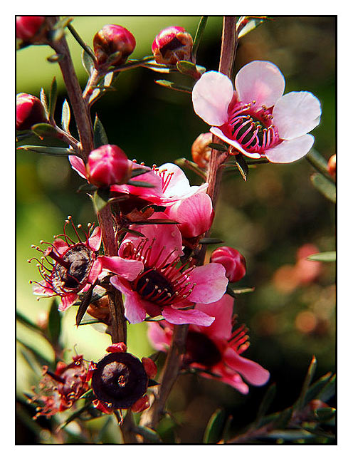 Fiorellini-rosa.jpg