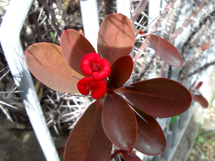 Fiorerosso.3.jpg