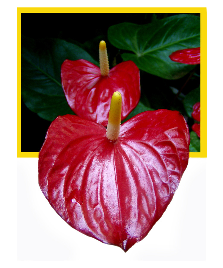 Fiorerosso.5.jpg