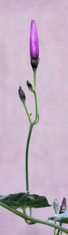 Fioresegnalibro.jpg