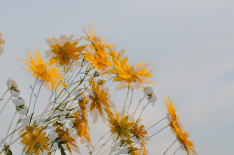 fiori-originale.jpg