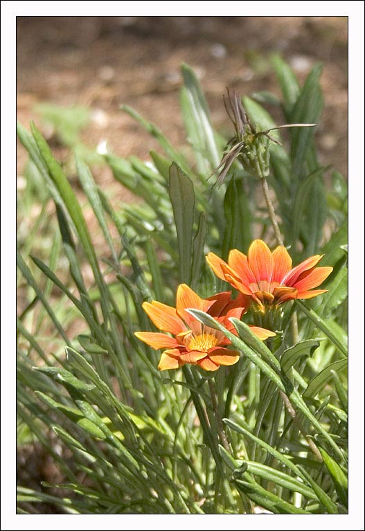 Fiori-web.jpg