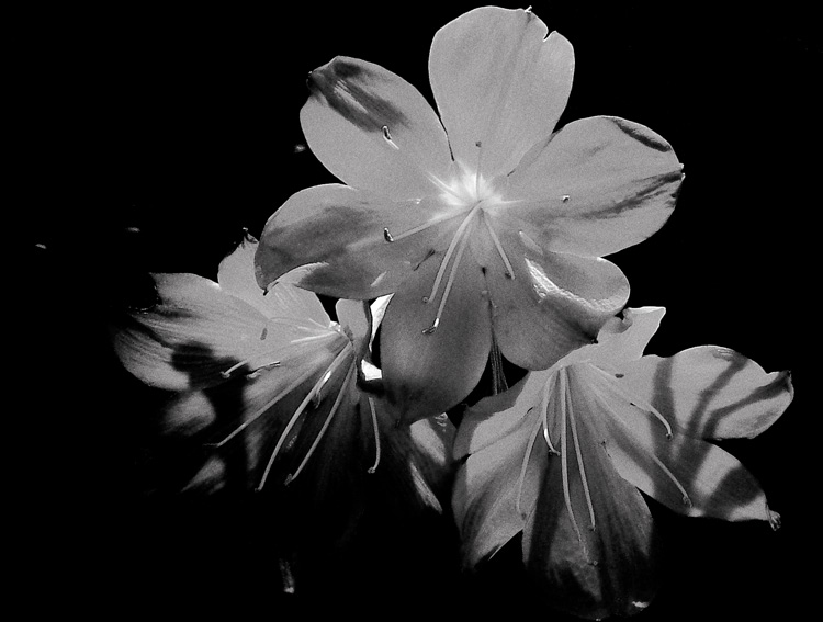 fiori001.jpg