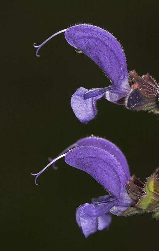fiori002.jpg
