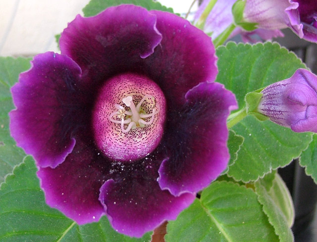 fiori02.jpg